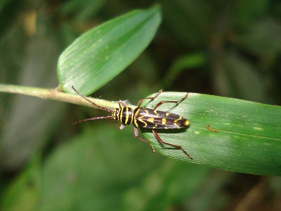 FIGURE 1e FIGURE 1e